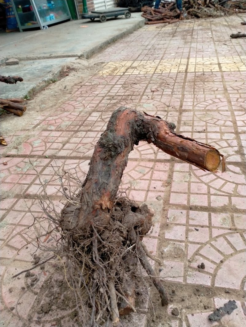 红刺头