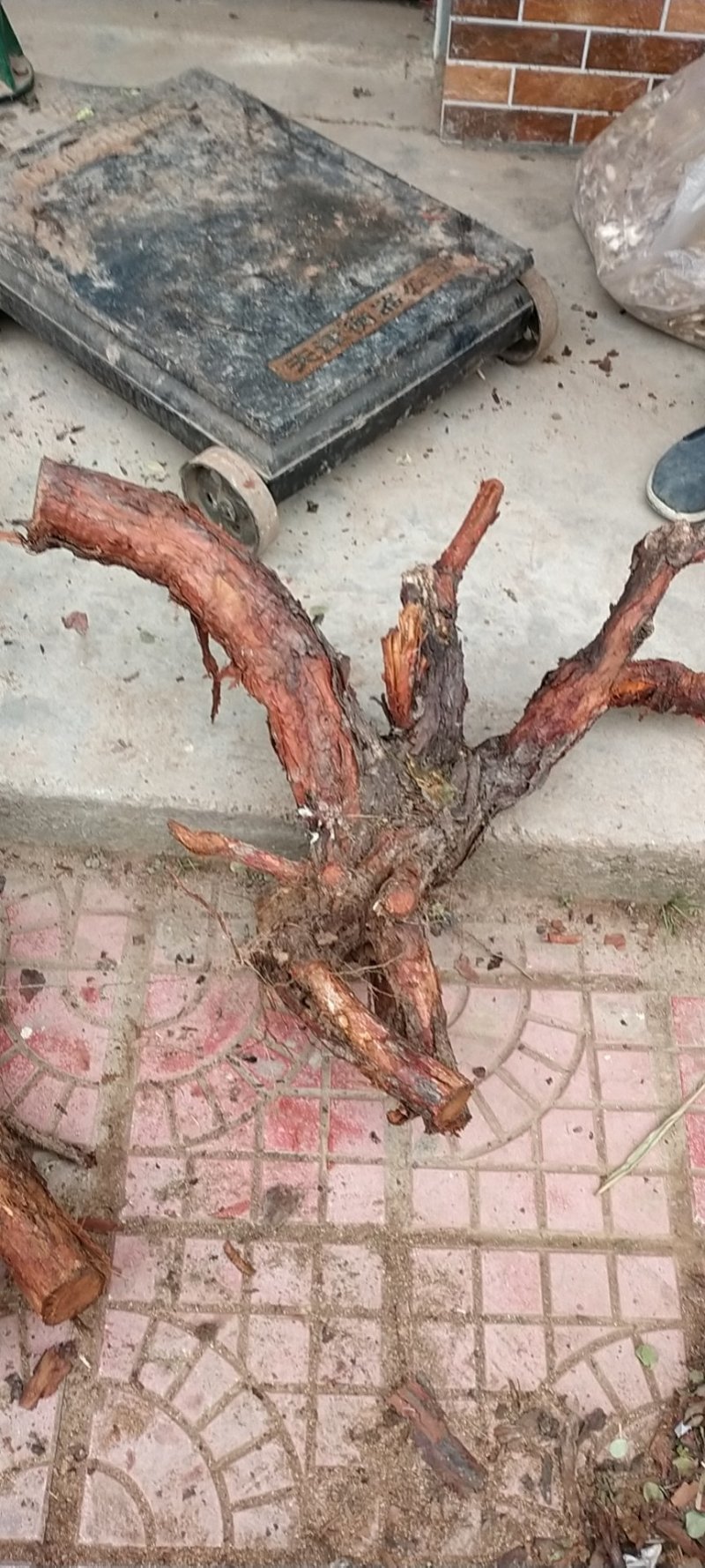 红刺头