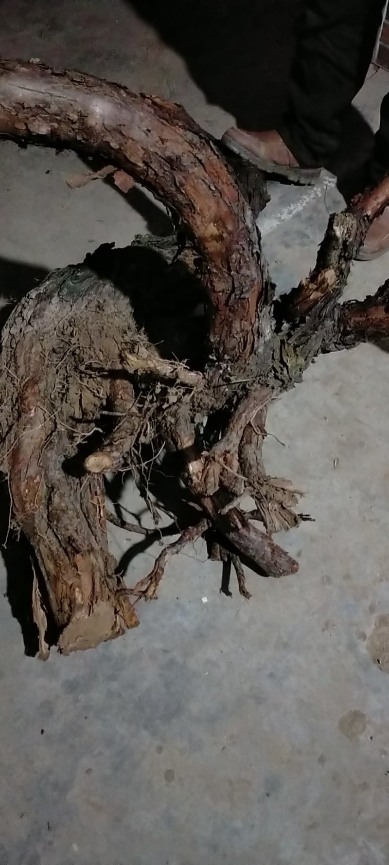 红刺头