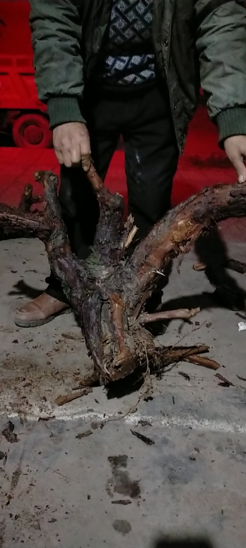 红刺头