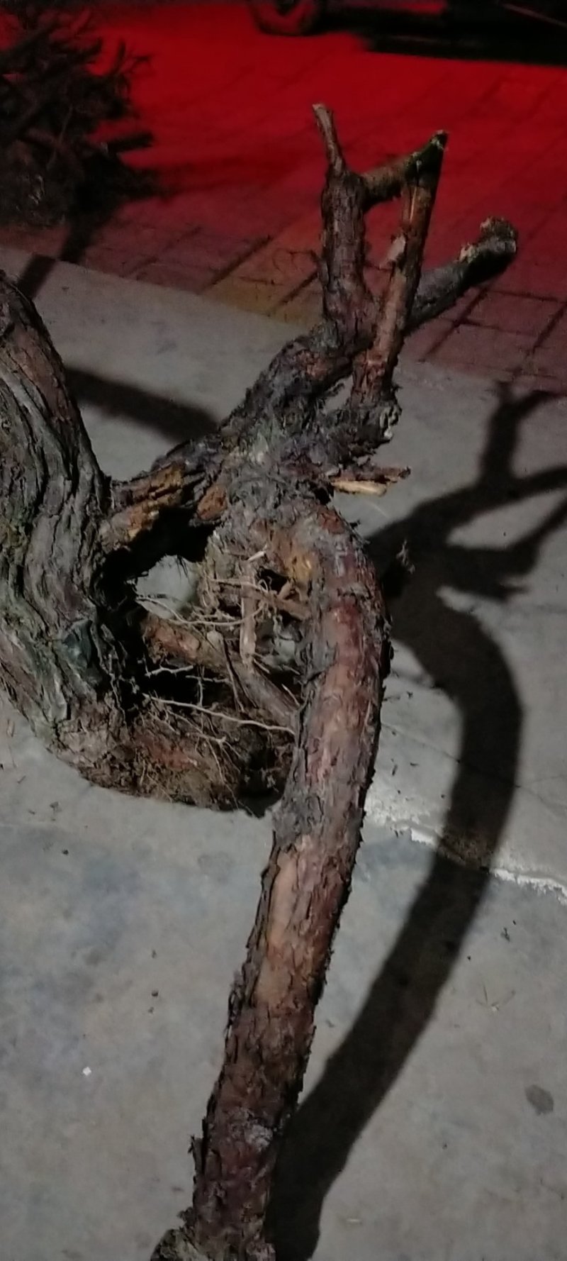 红刺头