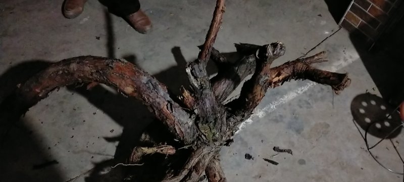 红刺头