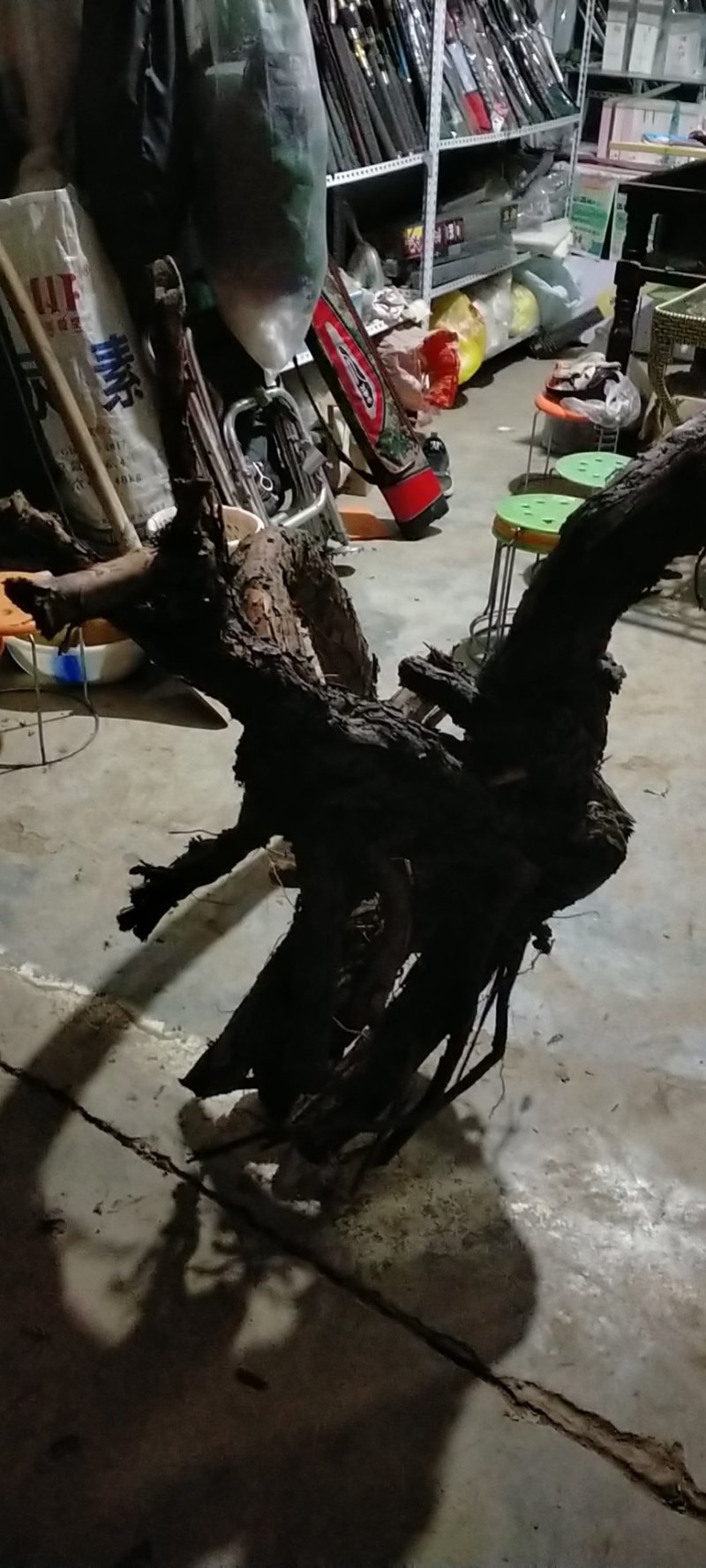 红刺头