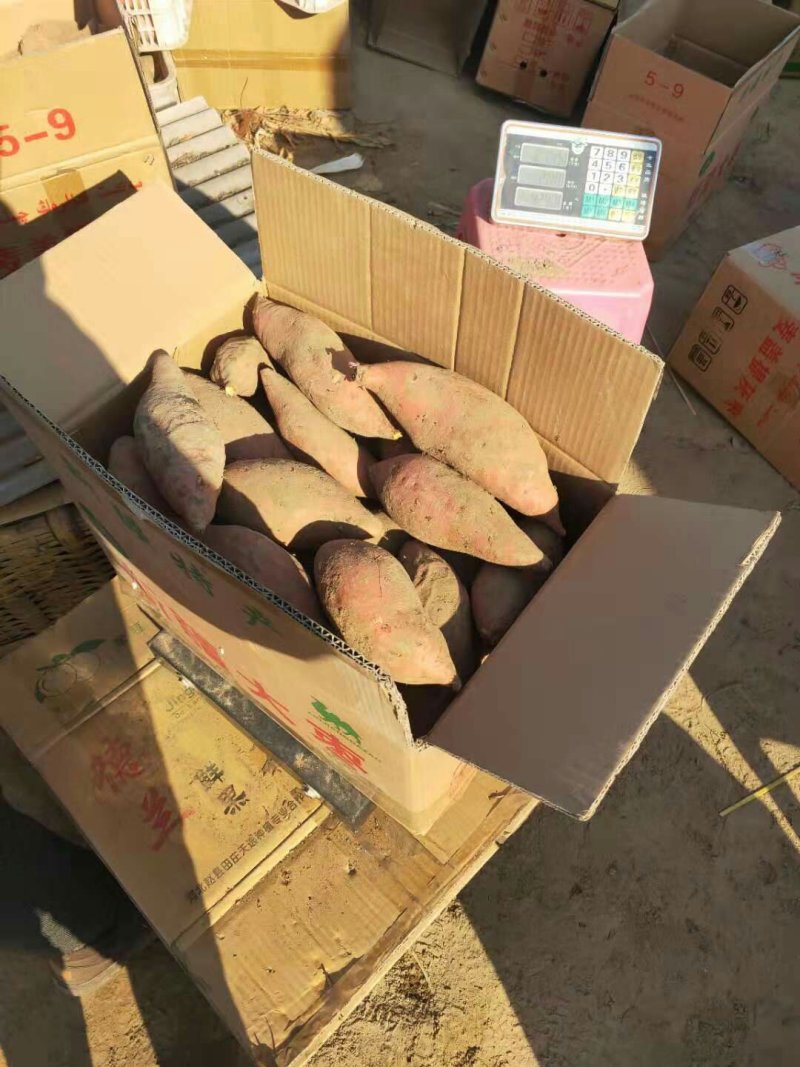 高品质烟薯25，纯沙土地，蜜薯烤薯电商大量有售