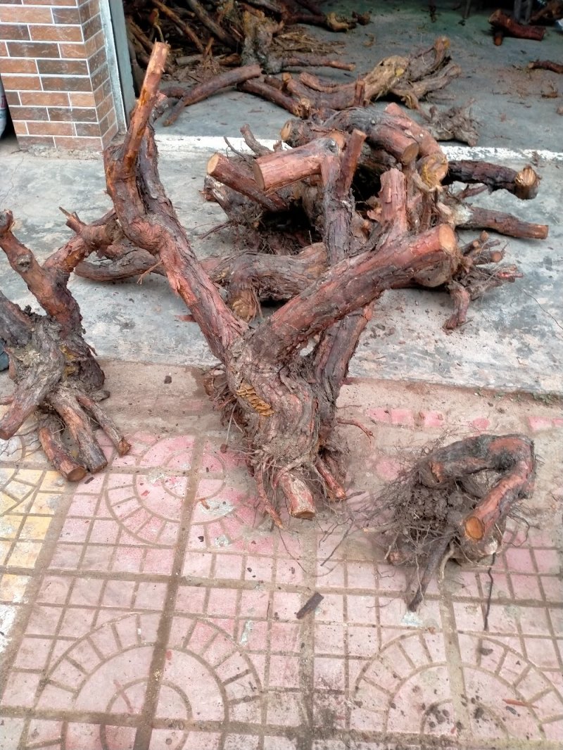 红刺头