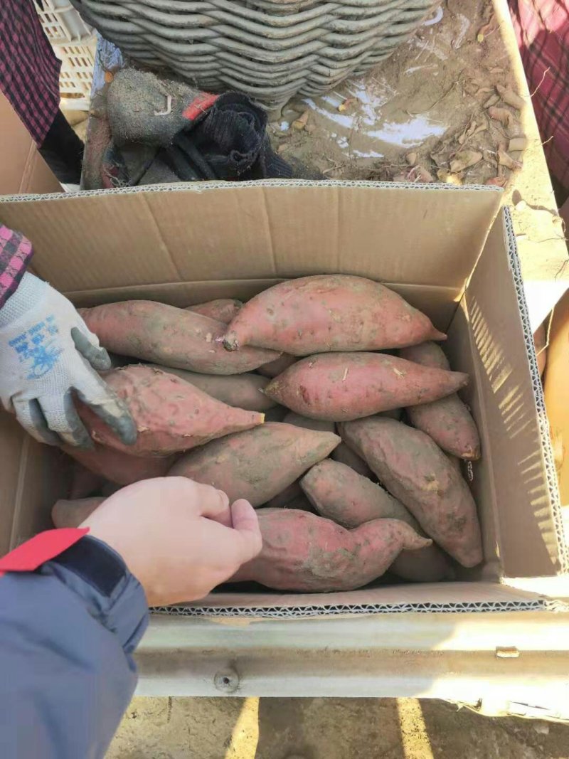 高品质烟薯25，纯沙土地，蜜薯烤薯电商大量有售