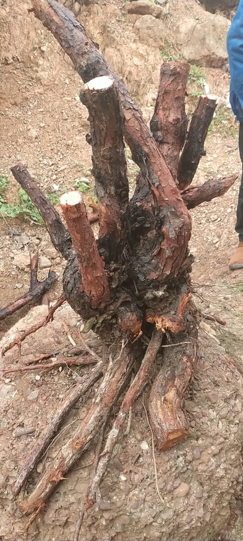 红刺头
