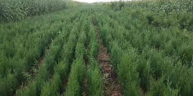 展示侧柏植物的全貌,枝叶茂密,呈墨绿色 侧柏植物图