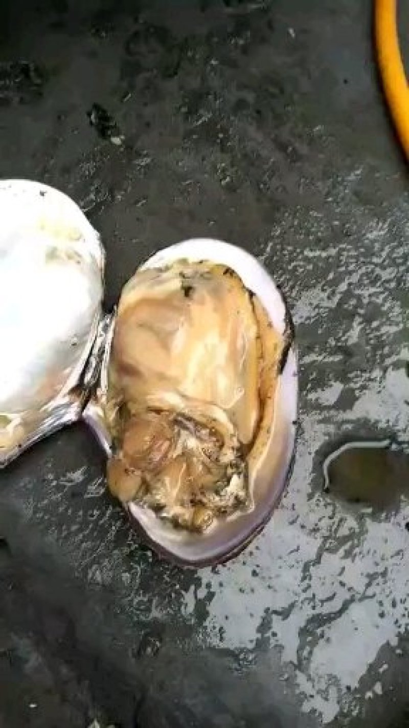 带鱼