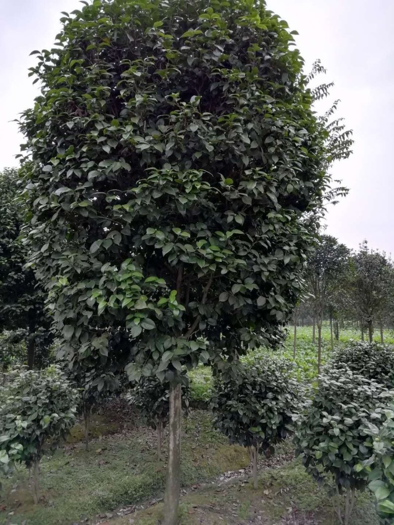 出售高杆茶花～茶花条子四川成都基地批发精品茶花