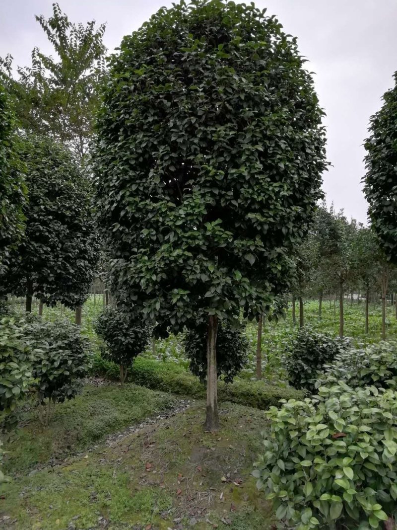 出售高杆茶花～茶花条子四川成都基地批发精品茶花