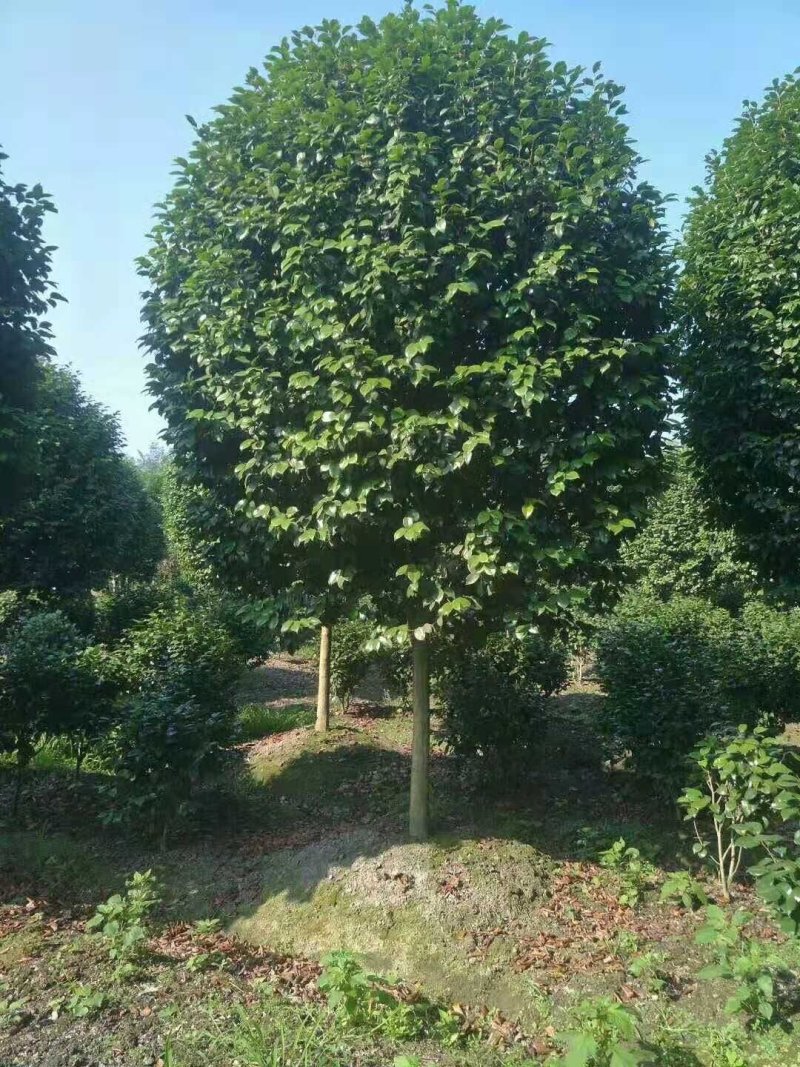 出售高杆茶花～茶花条子四川成都基地批发精品茶花