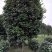 出售高杆茶花～茶花条子四川成都基地批发精品茶花