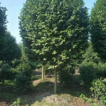 出售高杆茶花～茶花条子四川成都基地批发精品茶花