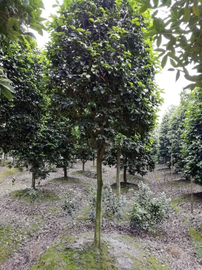出售高杆茶花～茶花条子四川成都基地批发精品茶花