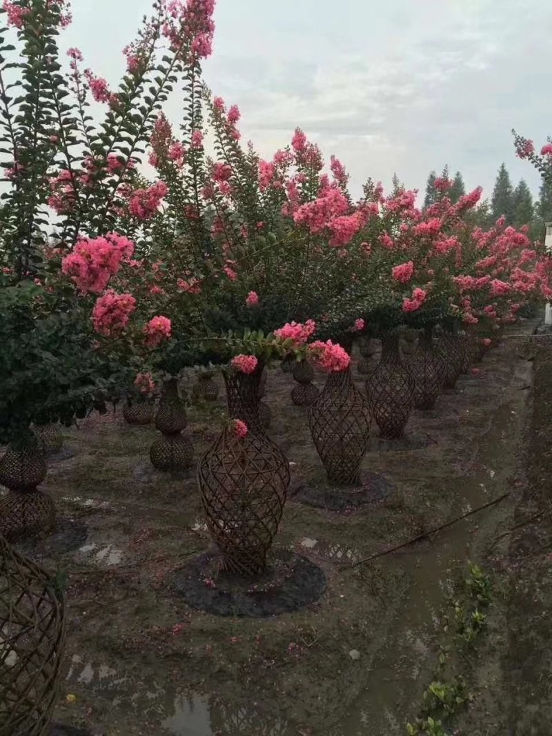1.8米高～3米紫薇花瓶～紫薇造型～紫薇长廊