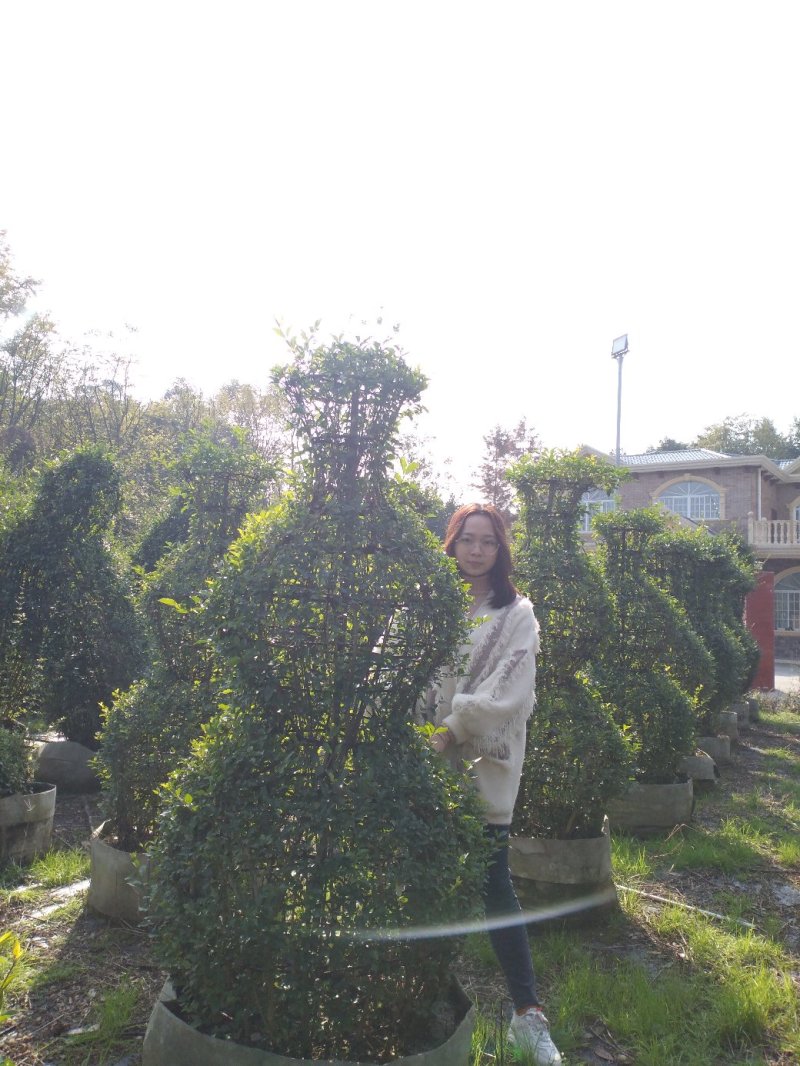 小叶女贞大象～小叶女贞造型～十二生肖，造型女贞动物造型