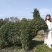 小叶女贞大象～小叶女贞造型～十二生肖，造型女贞动物造型