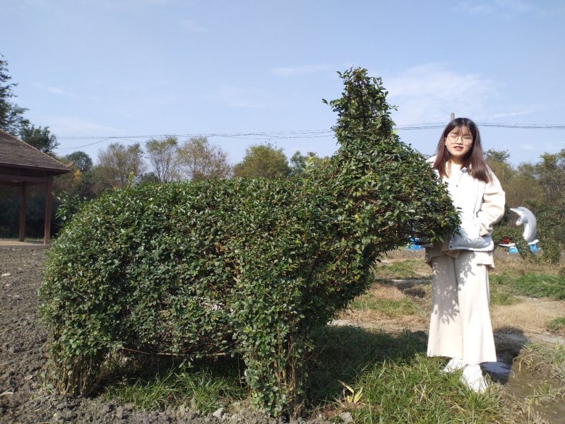 小叶女贞大象～小叶女贞造型～十二生肖，造型女贞动物造型