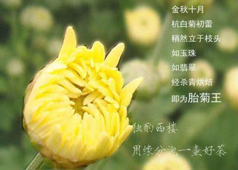 新货优质胎菊王一件代发