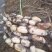 莲藕3735，万亩直销，品质优，无虫无麻，欢迎采购商来预