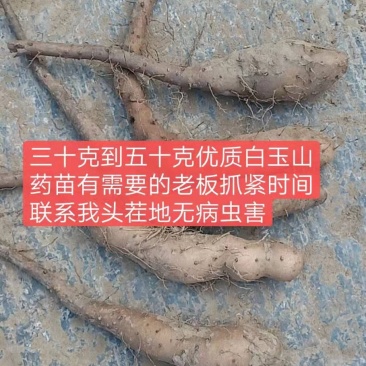 山药苗