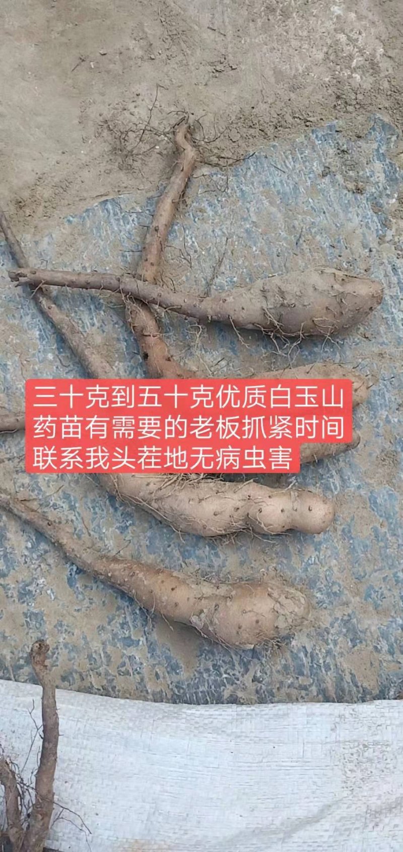 山药苗