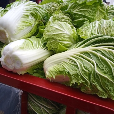 大白菜，义和秋黄心大白菜，叶片嫩绿，菜心嫩黄