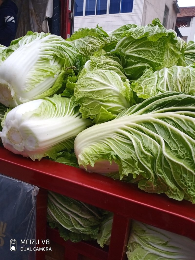 大白菜，义和秋黄心大白菜，叶片嫩绿，菜心嫩黄
