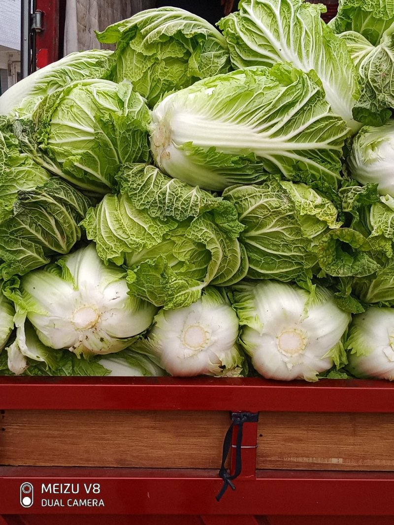 大白菜，义和秋黄心大白菜，叶片嫩绿，菜心嫩黄