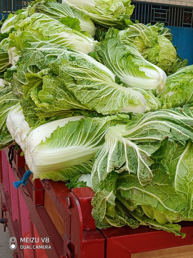 大白菜，义和秋黄心大白菜，叶片嫩绿，菜心嫩黄