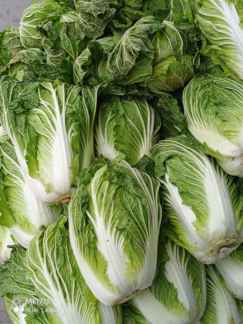 大白菜，义和秋黄心大白菜，叶片嫩绿，菜心嫩黄