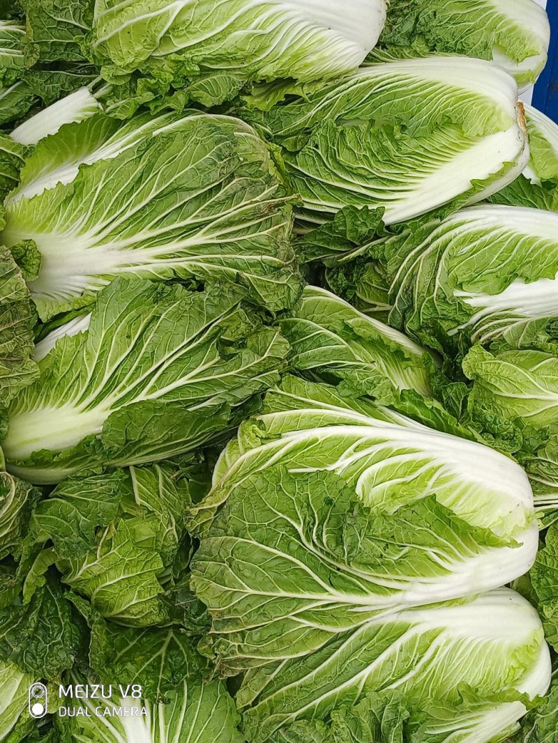 大白菜，义和秋黄心大白菜，叶片嫩绿，菜心嫩黄