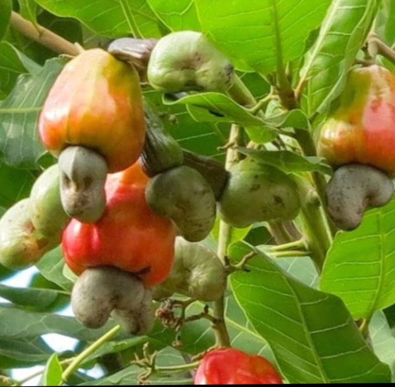 今年新货盐焗腰果．生腰果一件代发