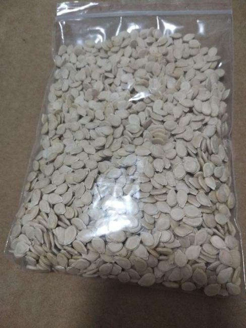 香芋冬瓜、精品直销、欢迎咨询