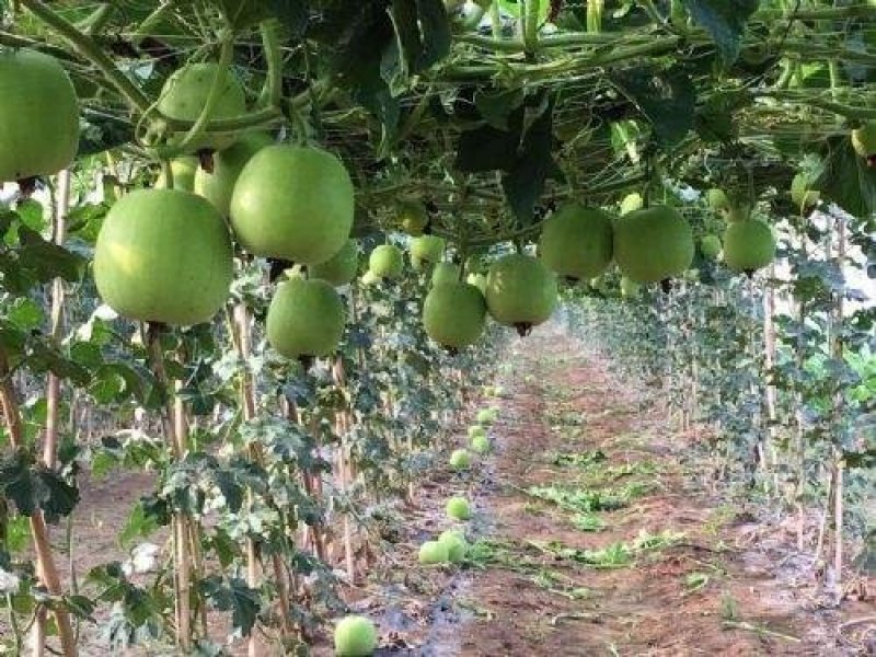 香芋冬瓜、精品直销、欢迎咨询