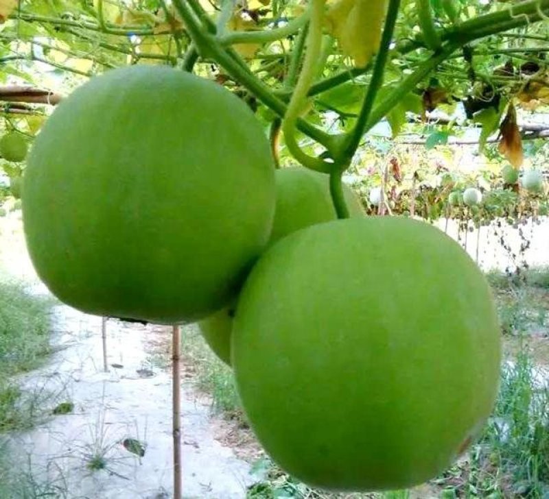 香芋冬瓜、精品直销、欢迎咨询