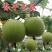 香芋冬瓜、精品直销、欢迎咨询