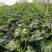 西葫芦苗(早春秋延越冬）耐寒耐热产量高抗病好
