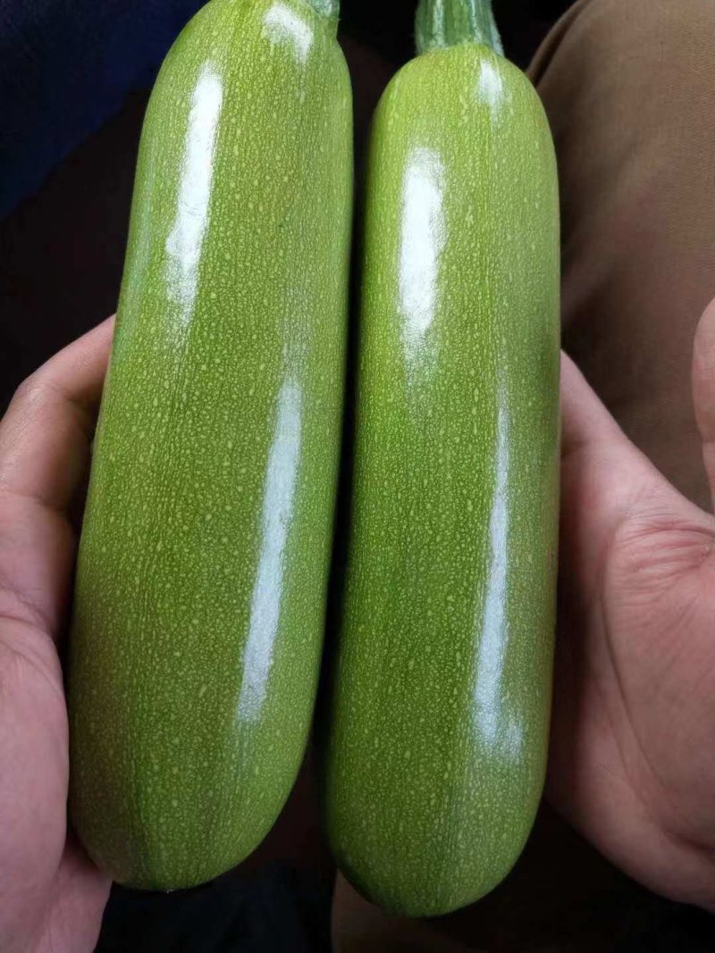 西葫芦苗(早春秋延越冬）耐寒耐热产量高抗病好