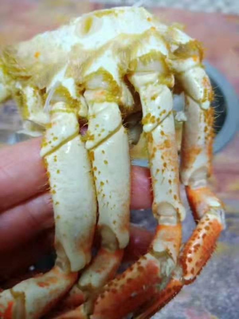 黄金蟹