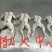 牛蛙，一手货源，货美价廉。