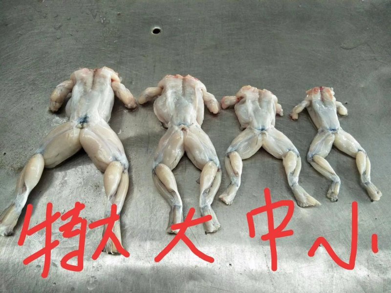 牛蛙，一手货源，货美价廉。