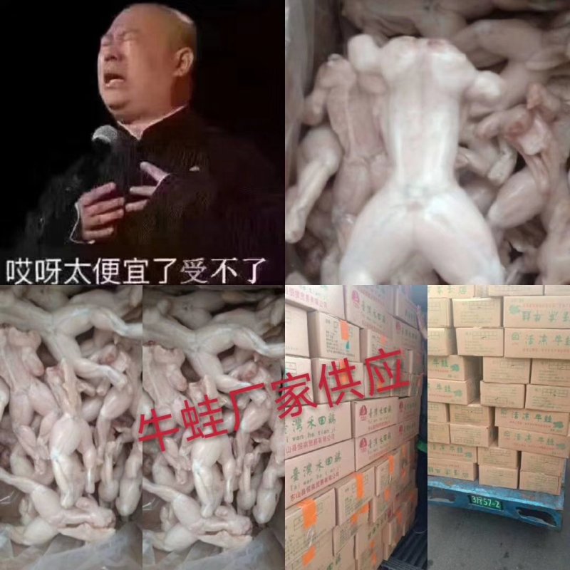 牛蛙，一手货源，货美价廉。