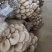 平菇菌棒