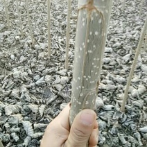 107苏生苗需要的朋友请及时联系