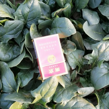 菠菜热卖中有需要速度联系