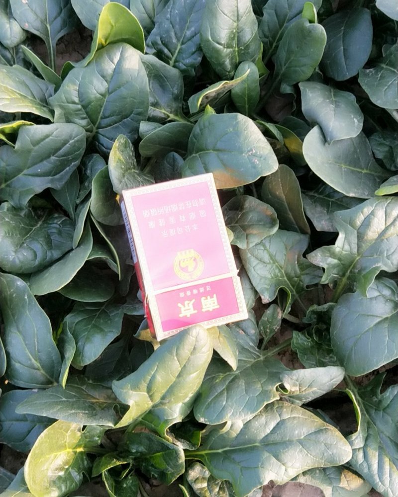 菠菜热卖中有需要速度联系