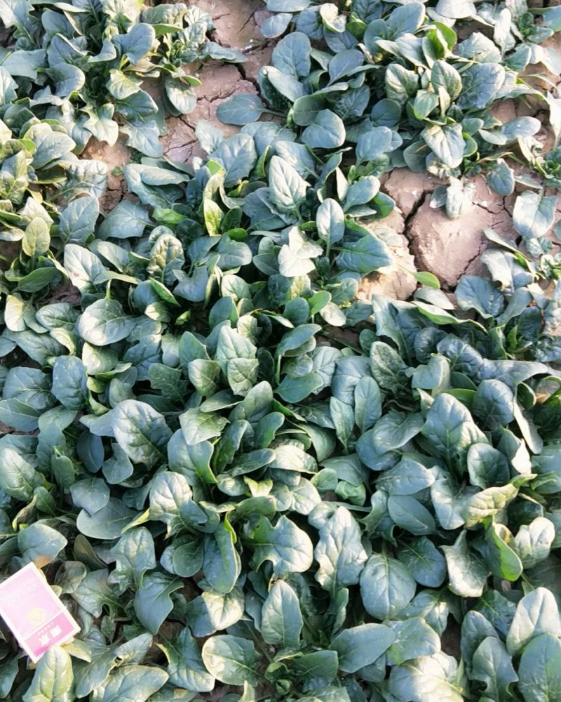 菠菜热卖中有需要速度联系