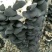 东北黑木耳无根无糖手工摘特产野生黑木耳干货500g